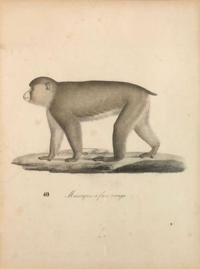 null Suite de quatorze lithographies représentant diverses espèces de Singes. 
255...