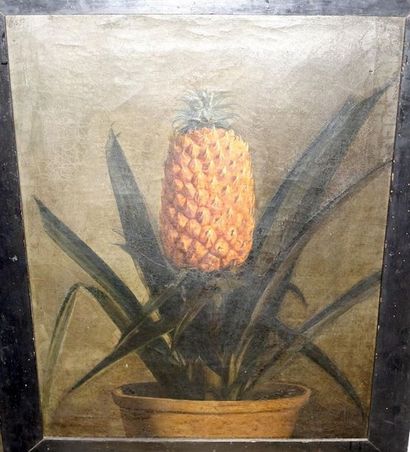 null École française du XIXe siècle.
Ananas commun de la Martinique, Serres du Prince...