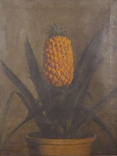 null École française du XIXe siècle.
Ananas commun de la Martinique, Serres du Prince...