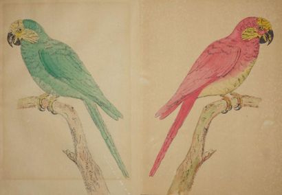 null Herbier (une planche).
ON Y JOINT deux dessins représentant deux perroquets...