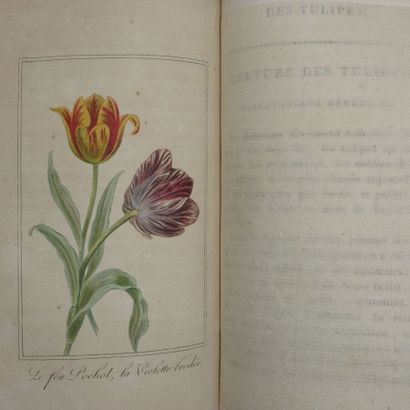 null [MALO Charles]. Histoire des tulipes. Paris, Louis Janet, [1821] ; in-16, reliure...