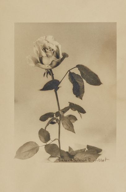 null Laure ALBIN-GUILLOT (1879-1962)Roses, c. 1930

Épreuve Fresson d'époque sur...