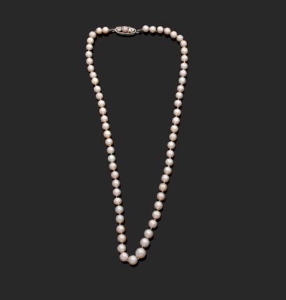 null Necklace of sixty-four fine pearls slightly in fall, the clasp in platinum 850...