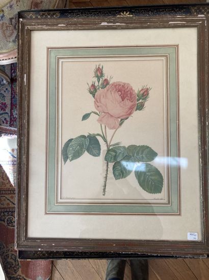  D'après Pierre-Joseph REDOUTÉ

Quatre lithographies en couleurs figurant des roses... Gazette Drouot