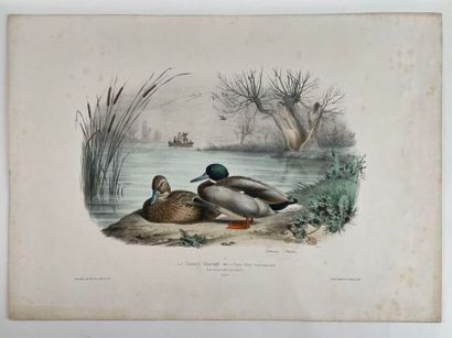 null Réunion de neuf estampes et reproductions comprenant Le Vanneau, Le canard sauvage,...