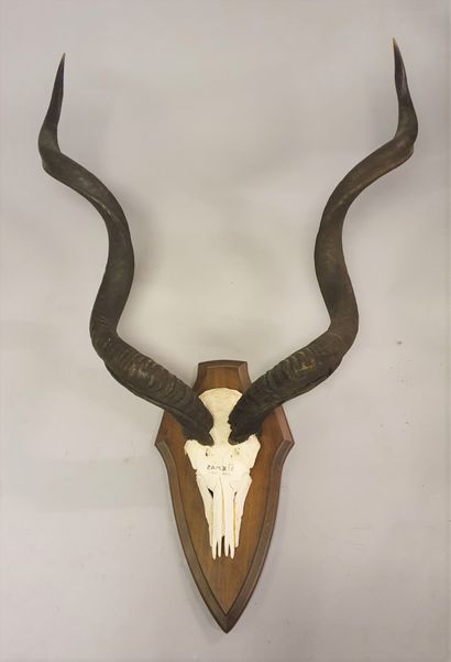 null Beautiful great kudu (Tragelaphus strepsiceros) mounted on a moulded wooden...