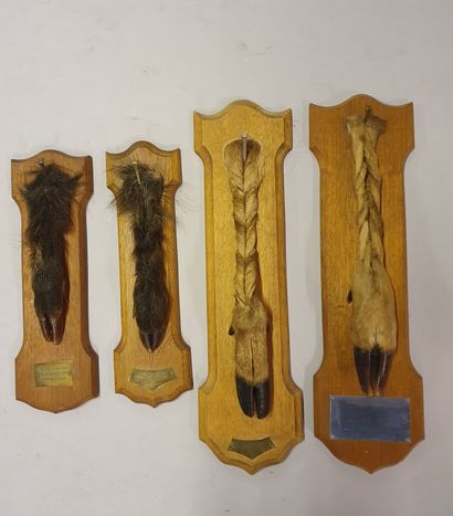 null *Set of four honorary feet mounted on molded oak escutcheon, two of which are...