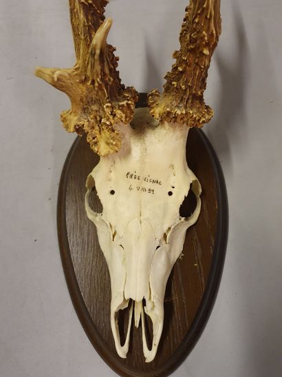 null Roebuck (Capreolus capreolus). Very nice bizarde head mounted on a wooden escutcheon....