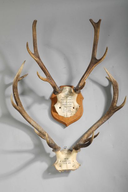 null Deer massacre. Frontal bone bearing the inscription: "7.11.70 - St Hubert -...
