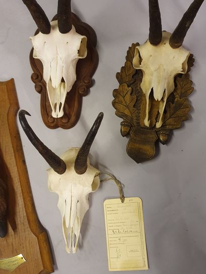 null Set of three chamois killers, two of which are mounted on wooden escutcheons...
