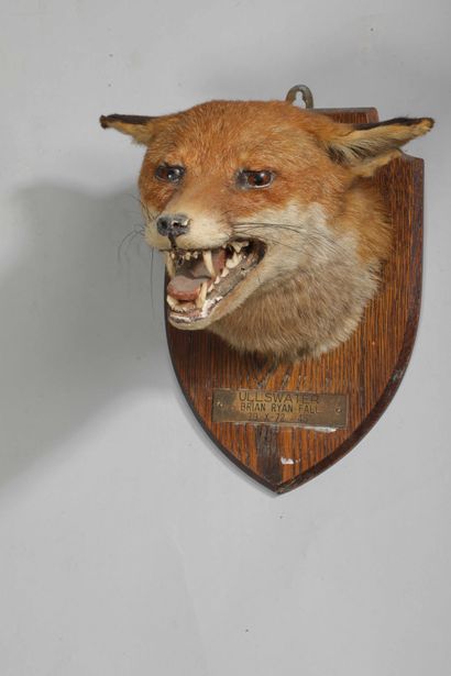 null Red fox (Vulpes vulpes). Naturalized open-mouthed head on wooden base with brass...