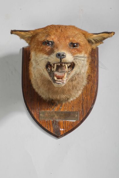 null Red fox (Vulpes vulpes). Naturalized open-mouthed head on wooden base with brass...