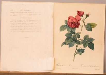  Botanique, Pierre-Joseph Redouté (1759-1840), 'Rosa Canina Burbiana' (rose de chien),... Gazette Drouot