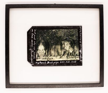 BEARD Peter (1938-2020) BEARD Peter (1938-2020), Polaroid annotated "Hog Ranch Bush-pigs...