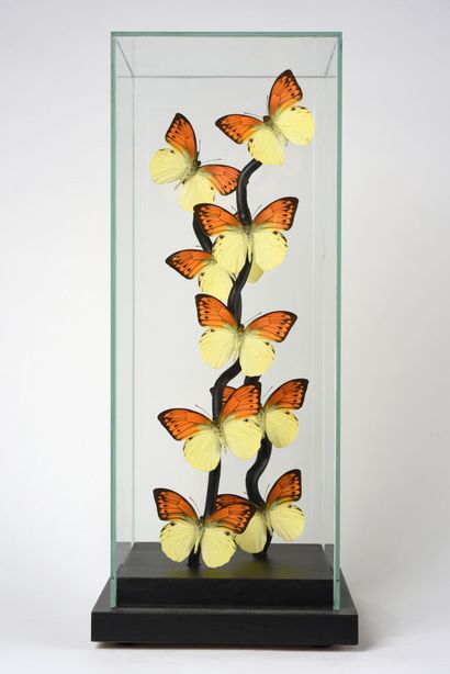 null Envolée de papillons Antéos menippe en cage de verre. Ils viennent du Pérou....