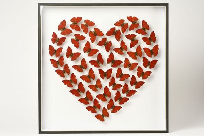 null "Coeur amoureux" composé de 42 Cymothoé sangaris, papillons d'Afrique centrale...