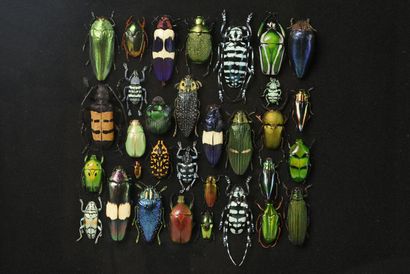 Composition d'une quarantaine de coléoptères...