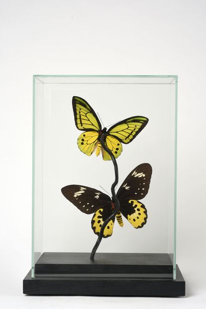 null Vitrine de verre avec un couple de papillons géants.

Ornithoptera goliath samson...