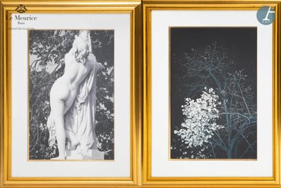 null From the Hotel Le Meurice - Room 426

Lot of two framed photographs "Tree in...
