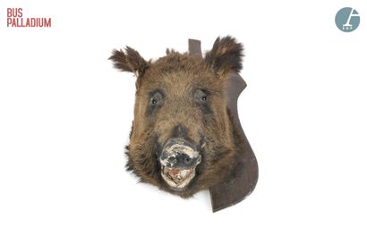 null From the Bus Palladium concert hall



Naturalized boar's head.



H: 66cm -...