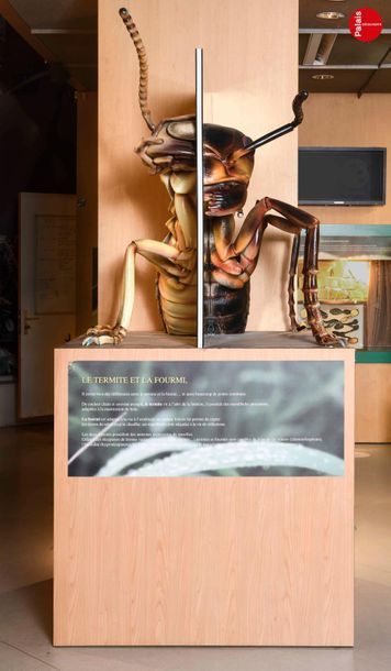 En provenance du Palais de la Découverte Large model representing an ant and a termite...
