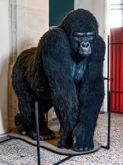 En provenance du Palais de la Découverte Large Gorilla made for the GORILLES exhibition...
