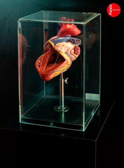 En provenance du Palais de la Découverte Beautiful anatomical model of the heart
The...