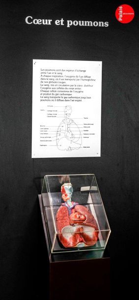 En provenance du Palais de la Découverte Belle maquette de poumons
La maquette est...