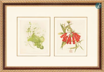 En provenance d'un prestigieux Palace parisien 
Set of eight pieces framed with reproductions...