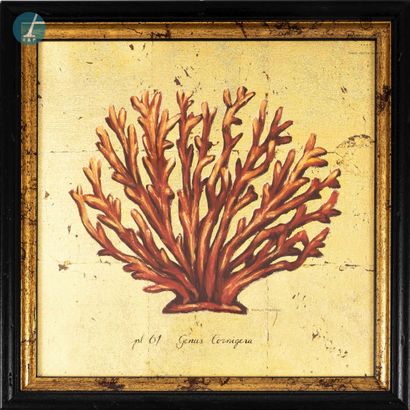null After Marco FABIANO, set of four framed reproductions on the theme of coral...