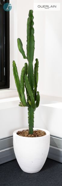 null Pot en grès contenant un Cactus naturel. 

H totale (avec le pot) : 2m