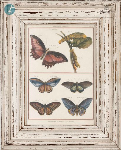 null Lot de deux pièces encadrées sur le thème des Papillons. 

44,5cm x 35,5cm