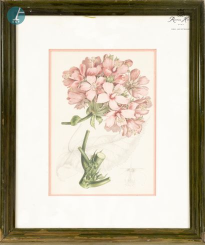 null Lot de huit pièces encadrées sur le thème de fleurs, fruits et papillons, gravures...