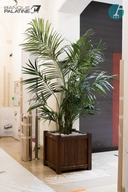 A large artificial plant in its natural wood...