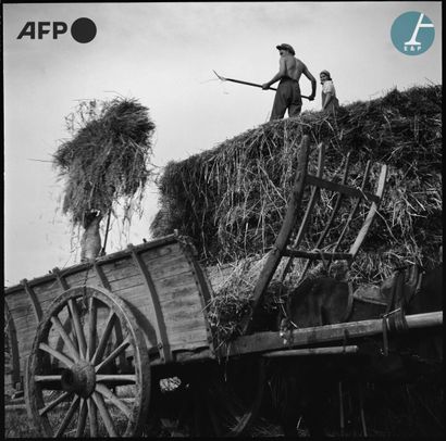  AFP 
Des agriculteurs ramassent le foin...