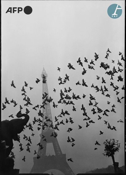 AFP

Un vol de pigeons devant la Tour Eiffel...