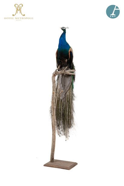 null From the Indian Garden of the Metropole Hotel (Brussels):
Naturalized male peacock,...