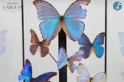 null En provenance de l'Imperial Garoupe - Salon de réception

Papillons naturalisés...