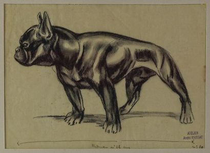 null André MARGAT (1903-1999) " Bulldog " Fusain abouti sur papier Représente probablement...
