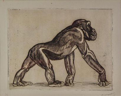 null André MARGAT (1903-1999) " Chimpanzé en marche " Gravure sur papier Signée par...