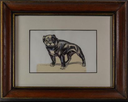 null André MARGAT (1903 - 1999) " Bulldog " Fusain et pastel sur papier beige découpé...