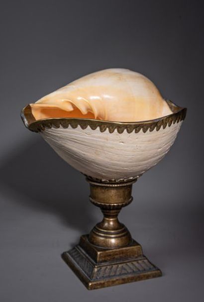 null COQUILLAGE. Melo Amphora monté sur un pied en bronze doré, dans le goût des...