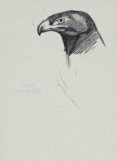 André MARGAT «Etude de tête de faucon» Crayon sur papier Tampon de l'atelier Margat...