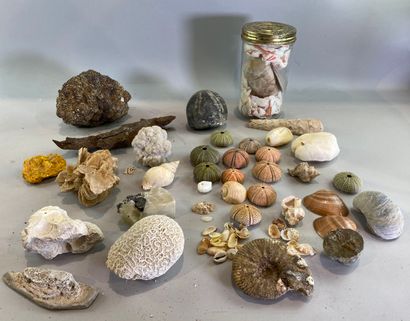 null Ensemble de minéraux, coraux, fossiles, oursins et coquillages. 

Veuillez demander...