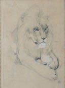 Mathurin MEHEUT (1882 ? 1958) "Lion couché" Dessin au fusain rehaussé de craie blanche...
