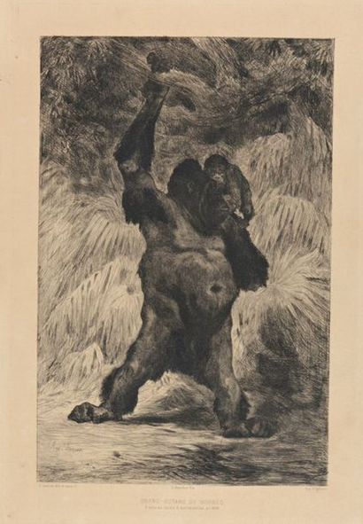 Auguste LANCON (1836-1887) « Orang Outan de Bornéo »

Gravure à la pointe sèche

Porte...