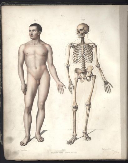 null FAU. Atlas de l'Anatomie du corps humain. Paris, 1866, 25 planches