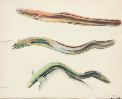 null André MARGAT (1903-1999)

Etude « de 3 anguilles » 

Dessin aux crayons noir...