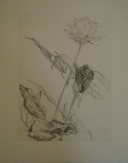 ARIKHA Avigdor (1929) "Rose", Gravure, 28 x 22 cm