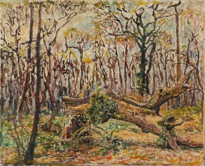 null Fernand LAVAL (1886-1966) "Arbre creux en forêt"' Huile sur sur toile signée...